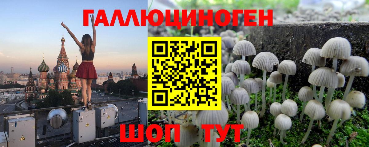 Гурьевск  Псилоцибиновые грибы мицелий  купить   Вход с VPN  Галлюциногенные грибы GOLDEN TEACHER 